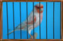 red-factor-canary Red Factor Canary